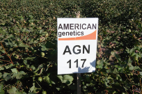 AGN 117